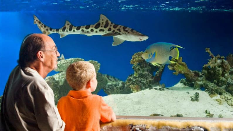 For Refresh or Sponsored Post – San Antonio Aquarium Coupons and Discount Tickets: How to Save Big