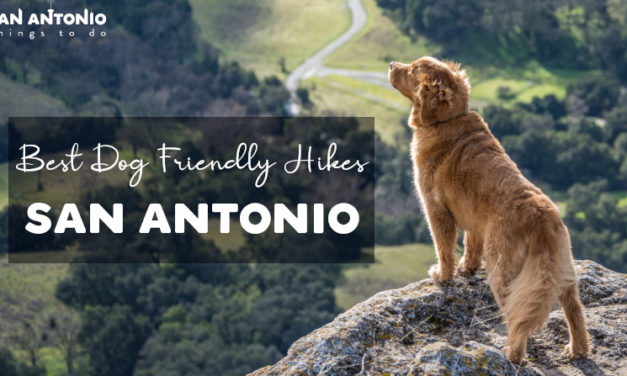 10 Dog Friendly Hiking Trails In San Antonio: Best Places To Hike With Pets